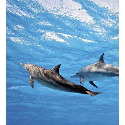 Delfinek a víz alatt, poszter tapéta 225*250 cm