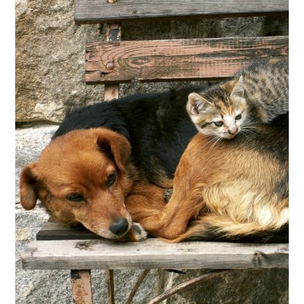 Kutya cica barátság, poszter tapéta 225*250 cm