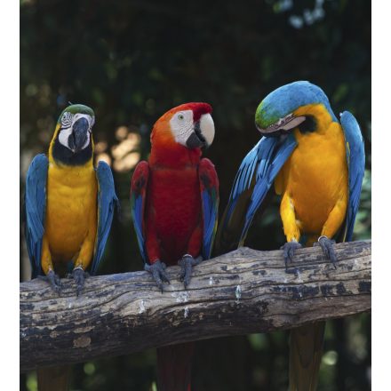 Papagájok, poszter tapéta 225*250 cm