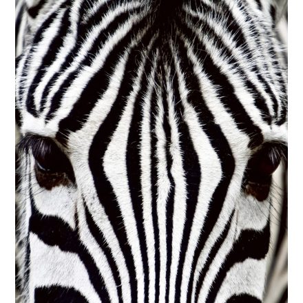 Zebra, poszter tapéta 225*250 cm