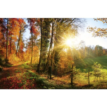 Erdei panoráma ősszel, poszter tapéta 375*250 cm