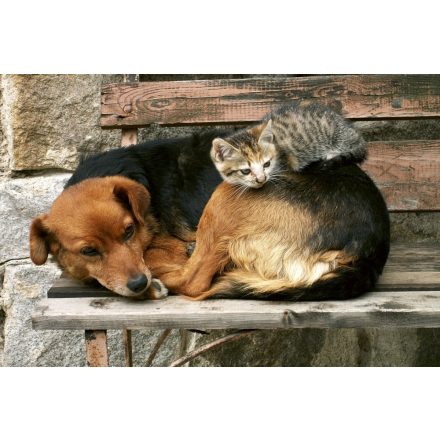 Kutya cica barátság, poszter tapéta 375*250 cm