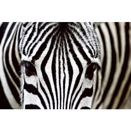 Zebra, poszter tapéta 375*250 cm