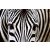 Zebra, poszter tapéta 375*250 cm