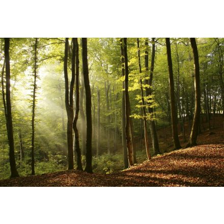 Napfényes erdő, poszter tapéta 375*250 cm