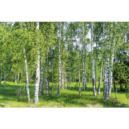 Zöldellő nyírfa erdő, poszter tapéta 375*250 cm